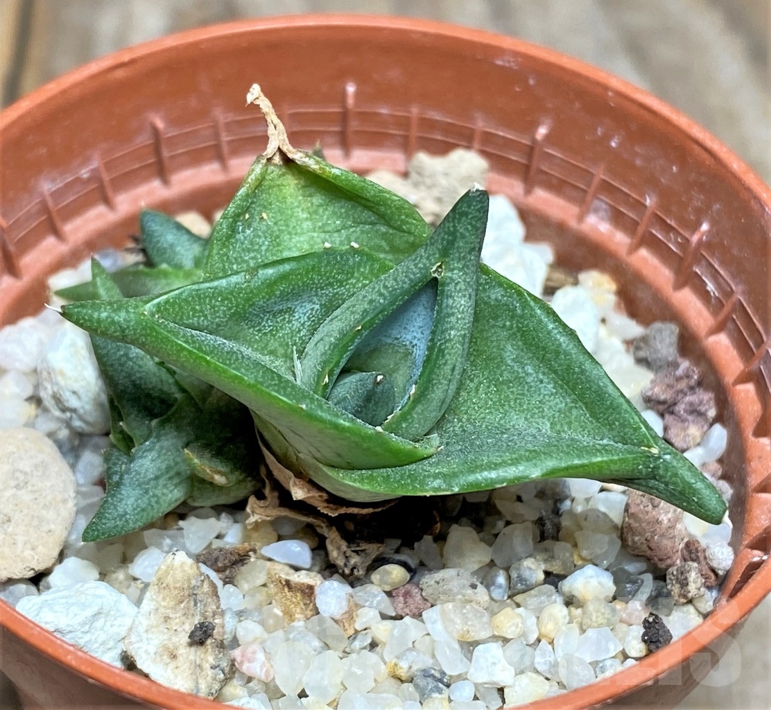 SHPR14441 Agave pumila 'Clusterfest' - 画像 (2)