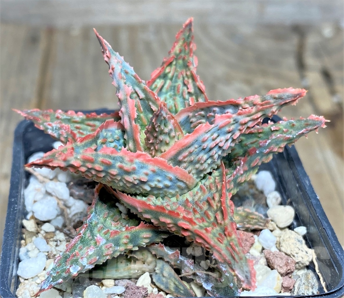 SHPR14442 Aloe hybrid