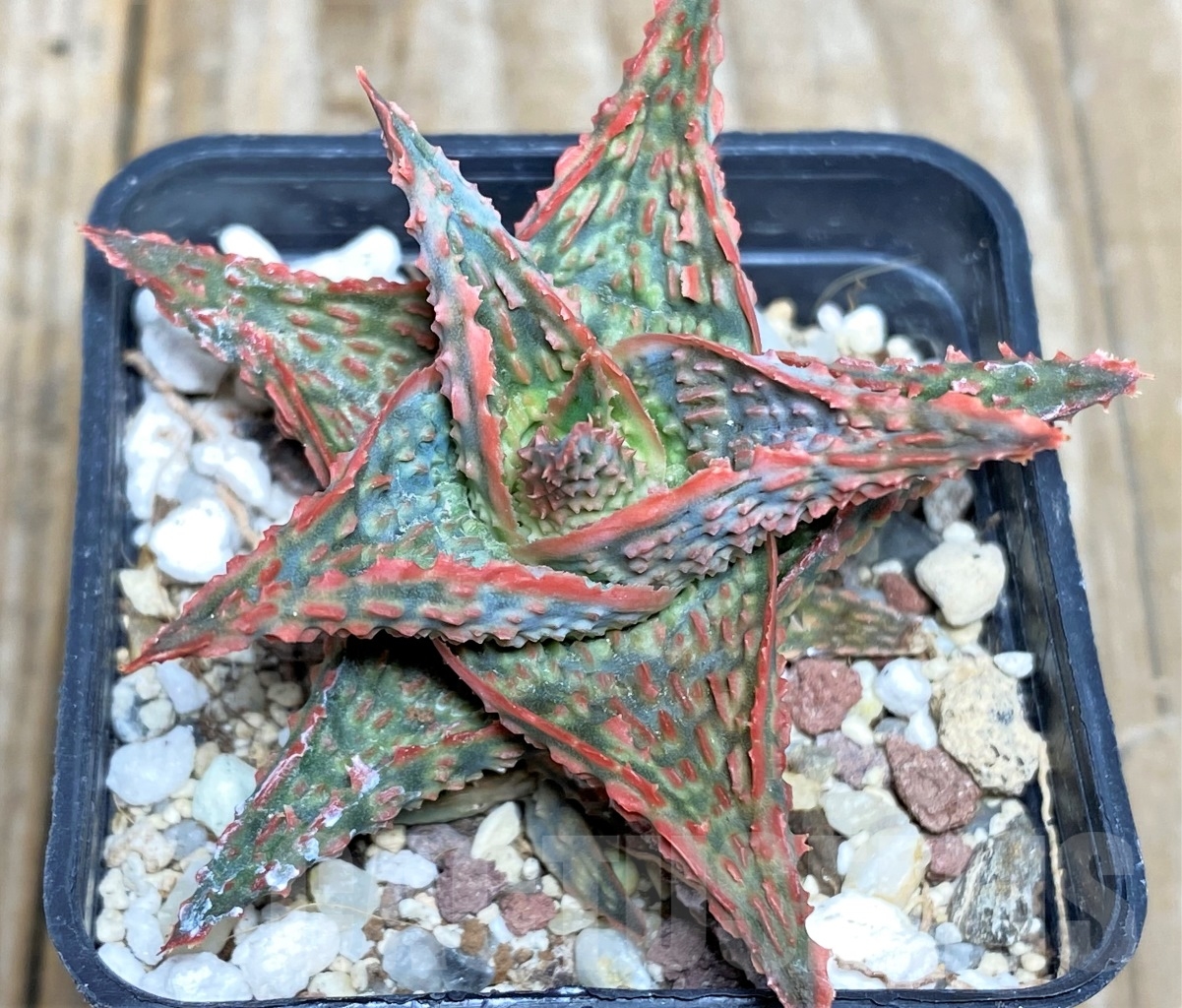 SHPR14442 Aloe hybrid - Image 2