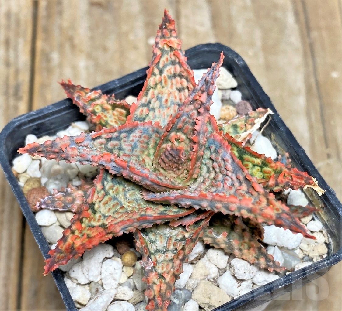 SHPR14443 Aloe hybrid