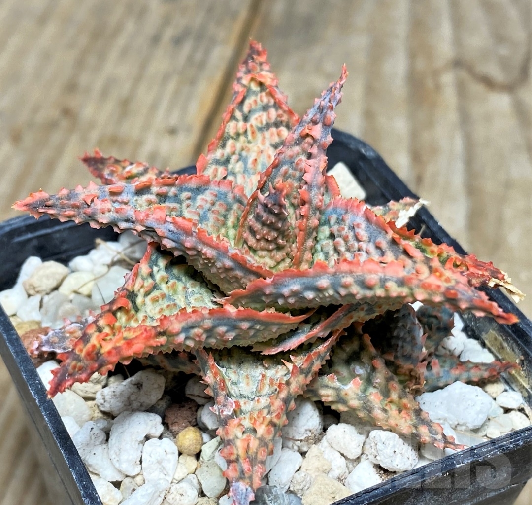 SHPR14443 Aloe hybrid - Image 2