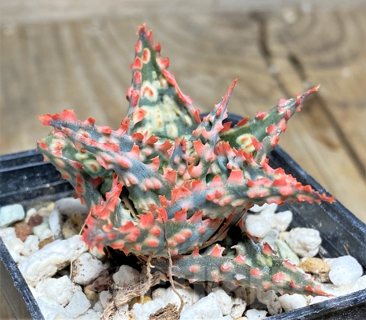 SHPR14444 Aloe hybrid