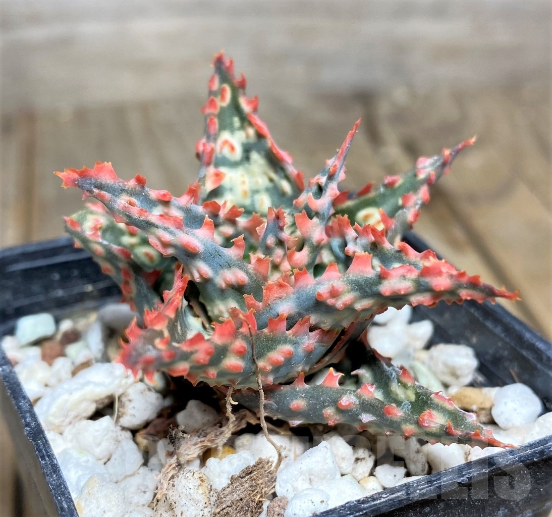 SHPR14444 Aloe hybrid - 画像 (3)