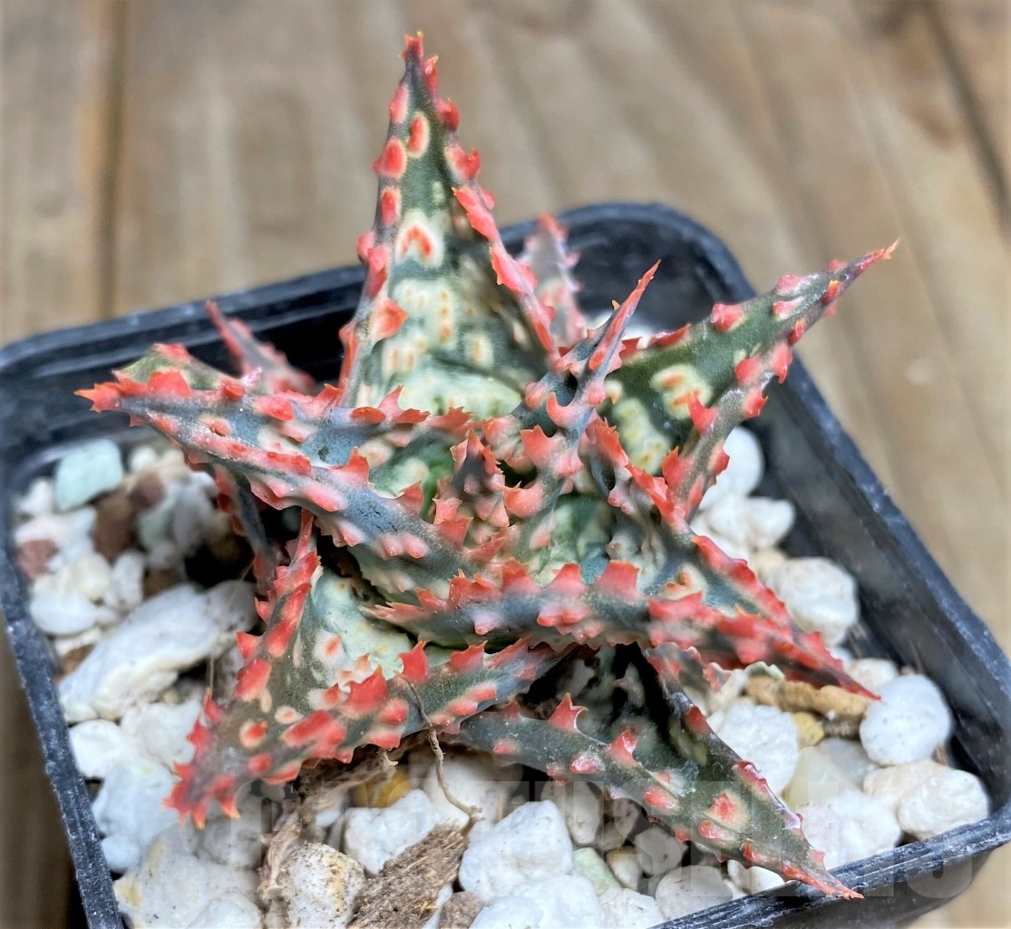 SHPR14444 Aloe hybrid - 画像 (2)