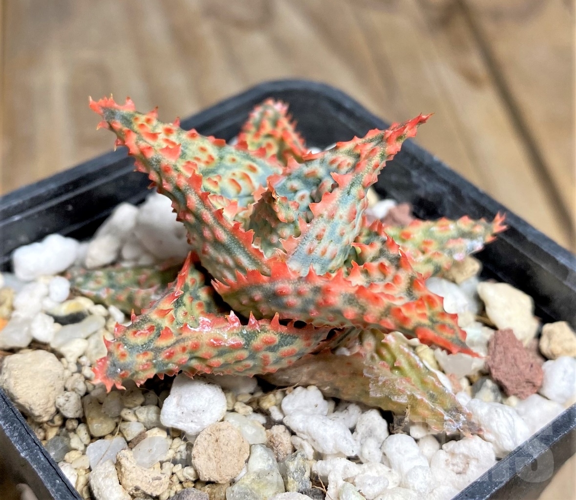 SHPR14445 Aloe hybrid