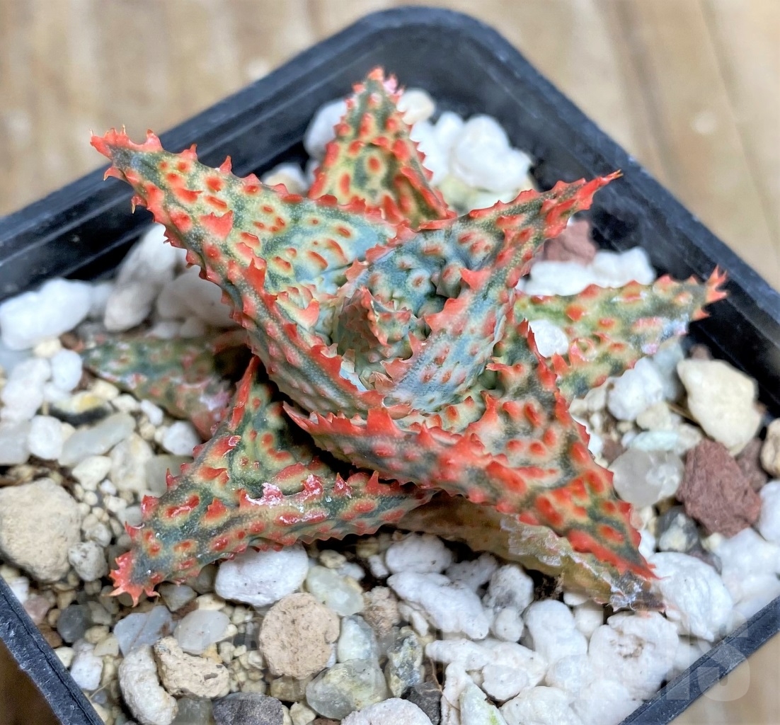 SHPR14445 Aloe hybrid - Image 2