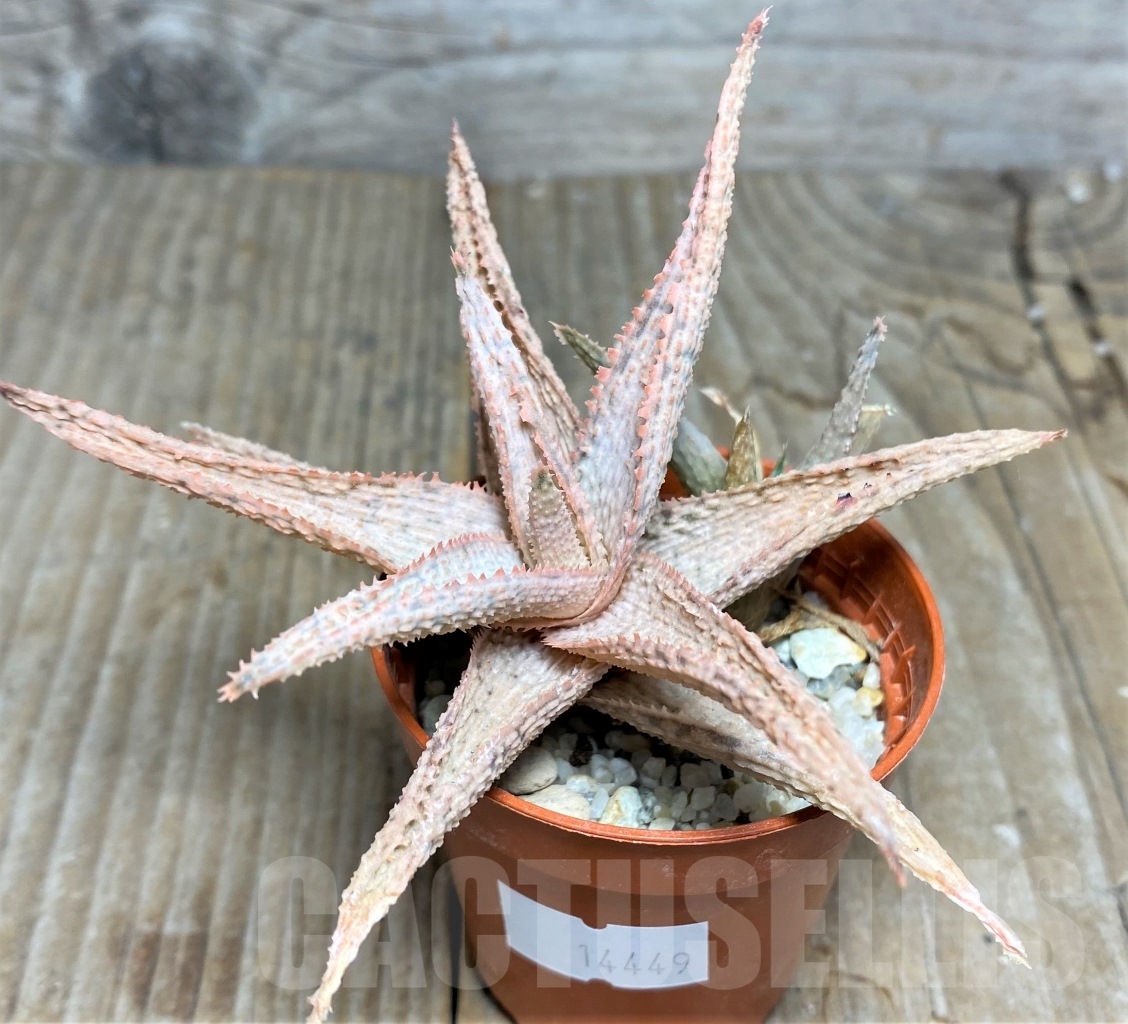 SHPR14449 Aloe hybrid