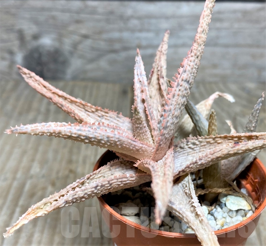 SHPR14449 Aloe hybrid - Image 3