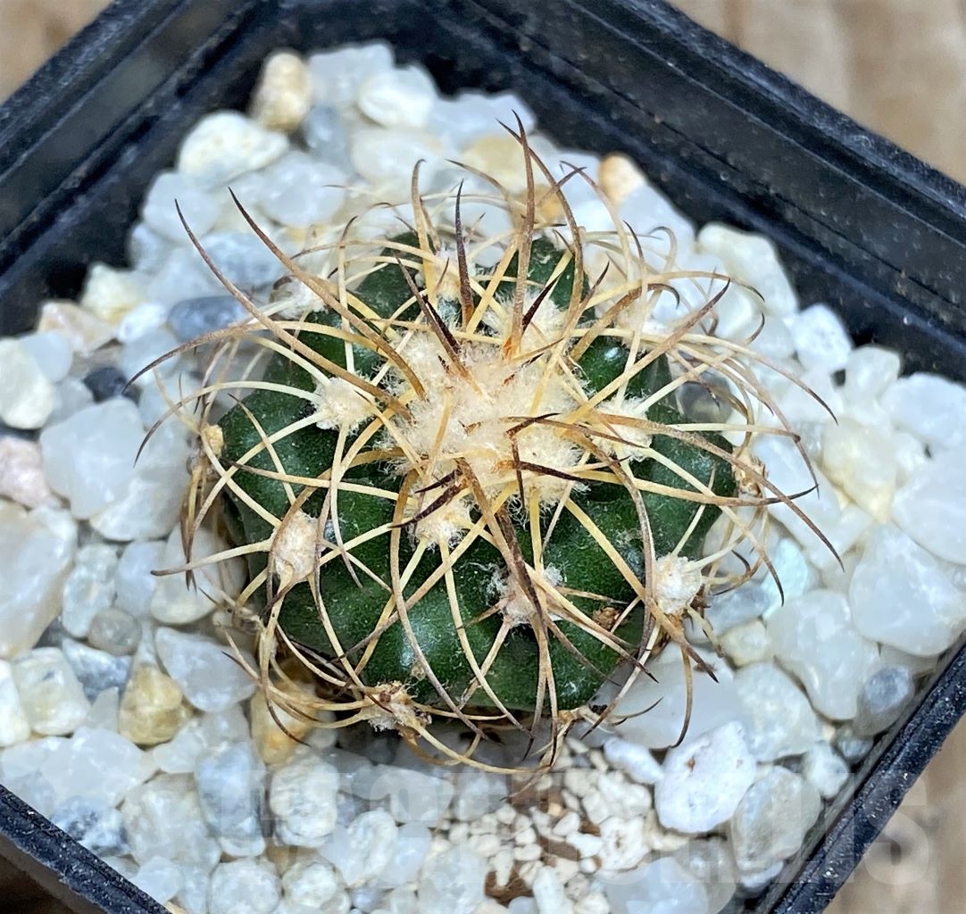 SHPR14451 Discocactus bahiensis v. gracilis HH637 - Imagen 2