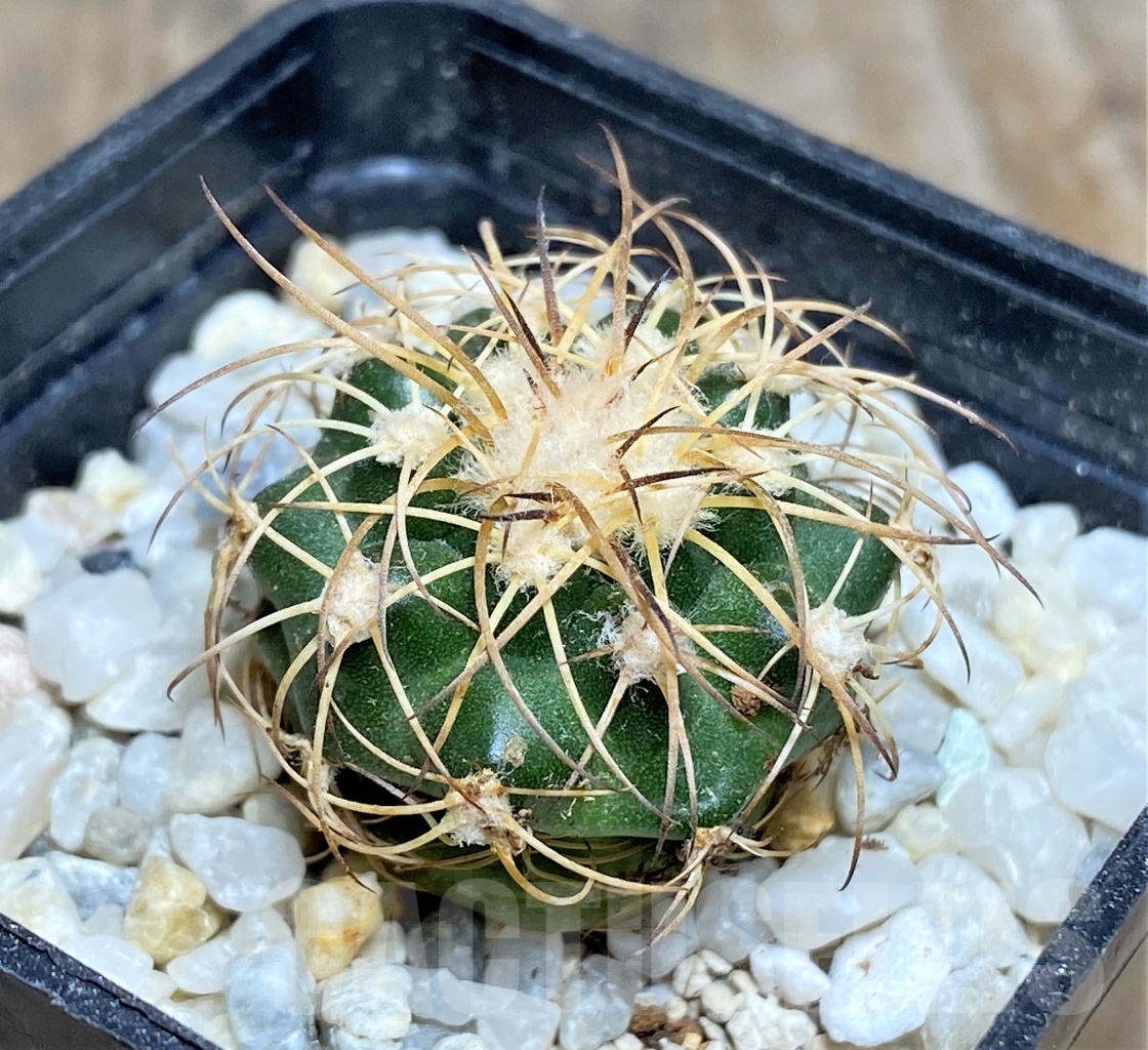 SHPR14451 Discocactus bahiensis v. gracilis HH637