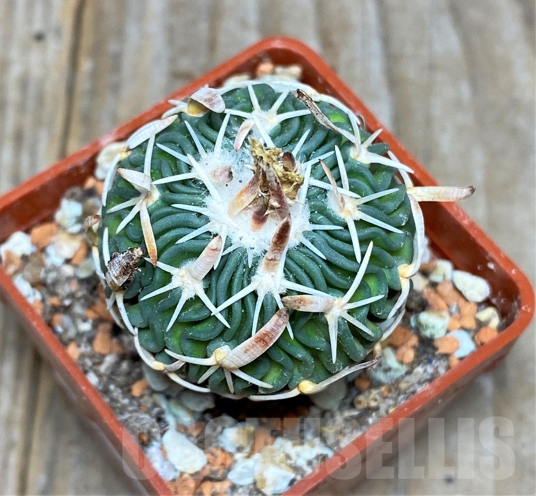SHPR14453 Echinofossulocactus aff. phyllacanthus RS 454c