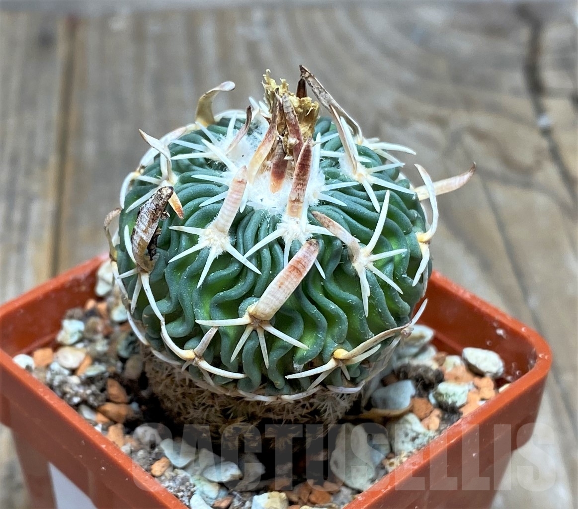 SHPR14453 Echinofossulocactus aff. phyllacanthus RS 454c - Image 2