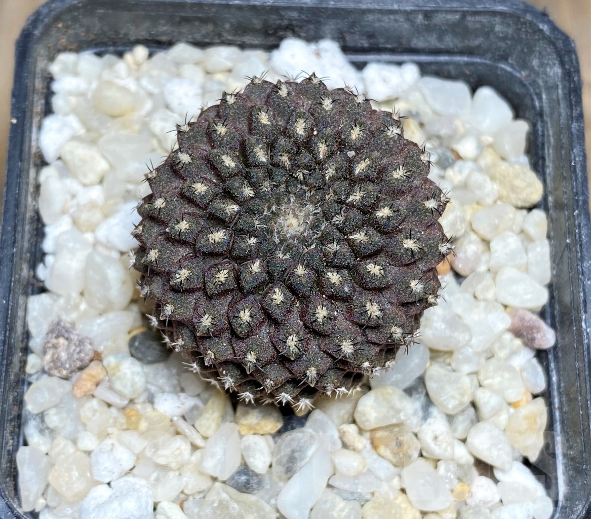 SHPR14454 Thelocephala esmeraldana