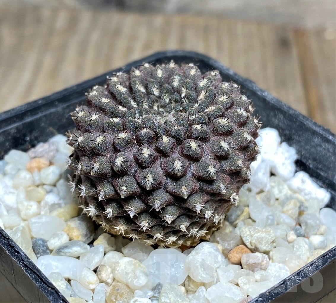 SHPR14454 Thelocephala esmeraldana – Bild 2