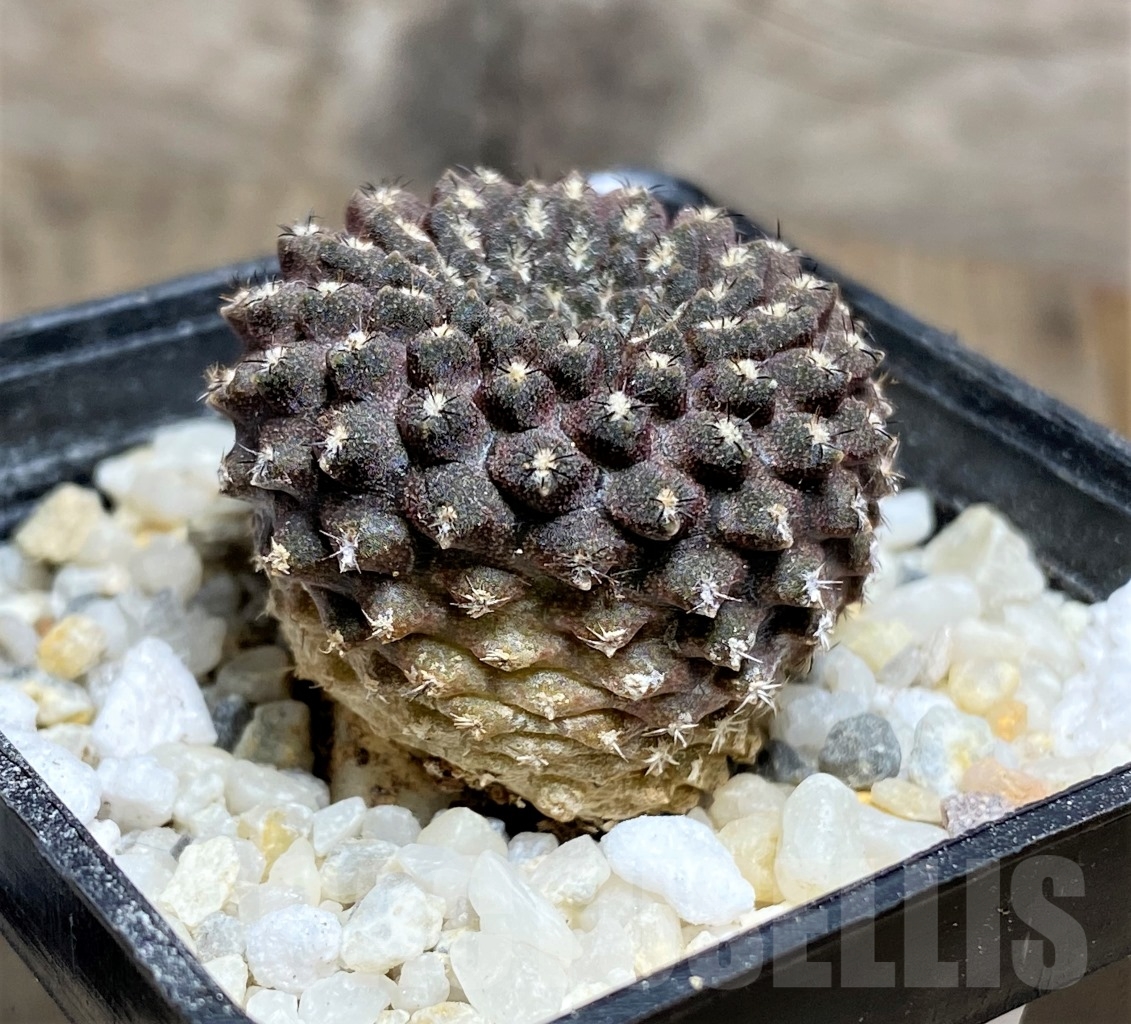 SHPR14454 Thelocephala esmeraldana – Bild 3