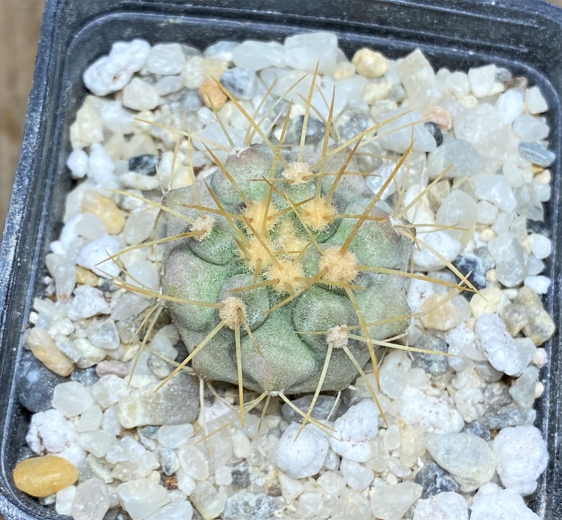 SHPR14458 Copiapoa haseltoniana APK 611.1 - Image 2