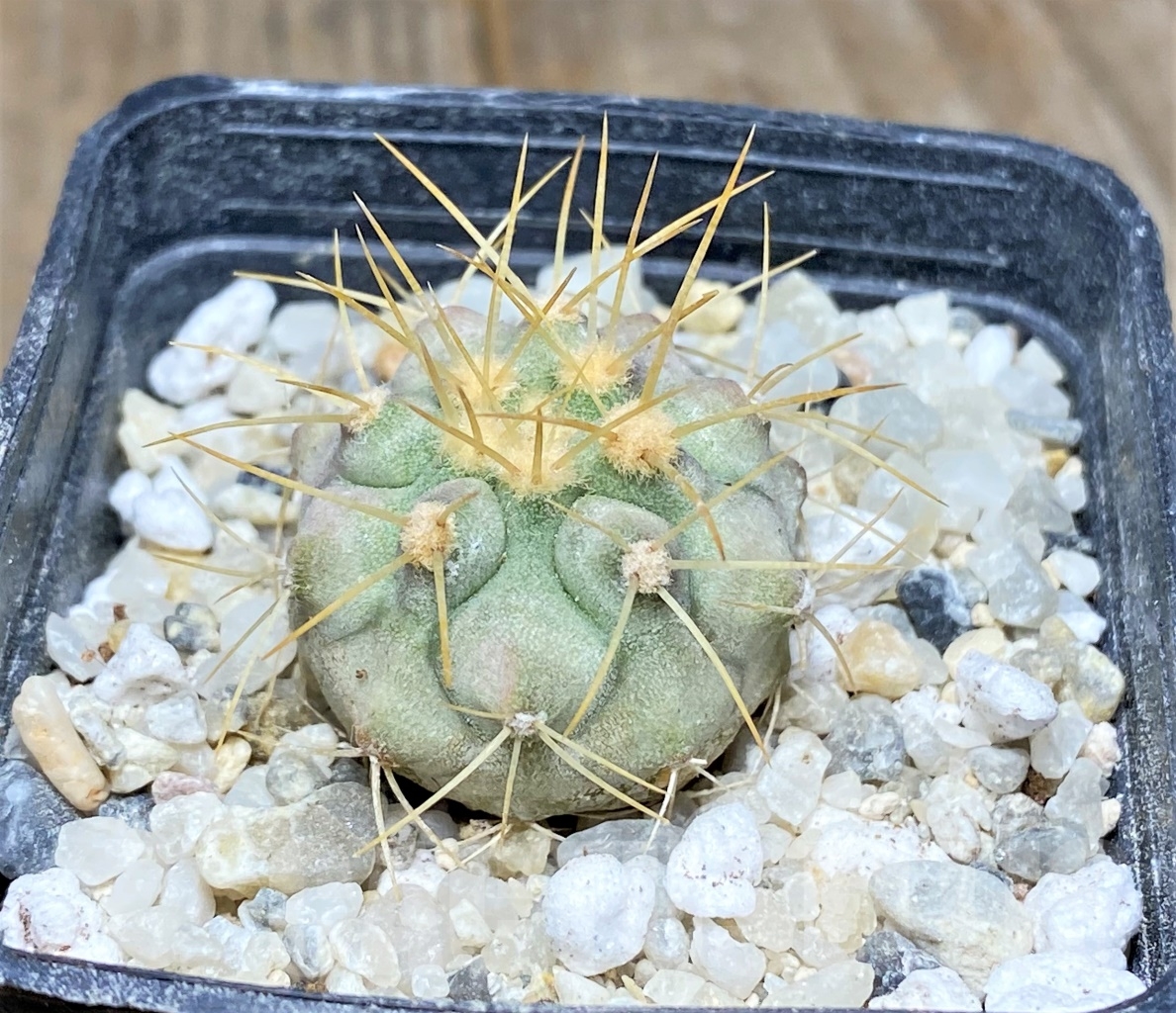 SHPR14458 Copiapoa haseltoniana APK 611.1