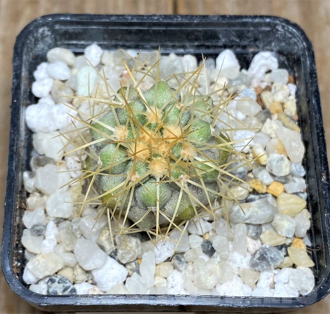 SHPR14460 Copiapoa haseltoniana APK 611.1 - Image 2