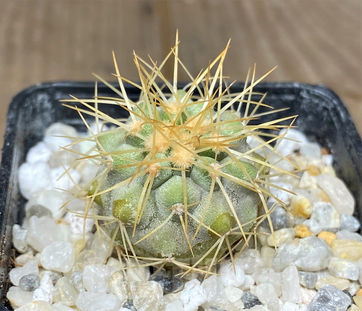 SHPR14460 Copiapoa haseltoniana APK 611.1