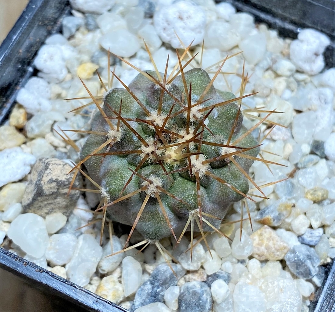 SHPR14461 Copiapoa gigantea ASK 605.6 - Image 2