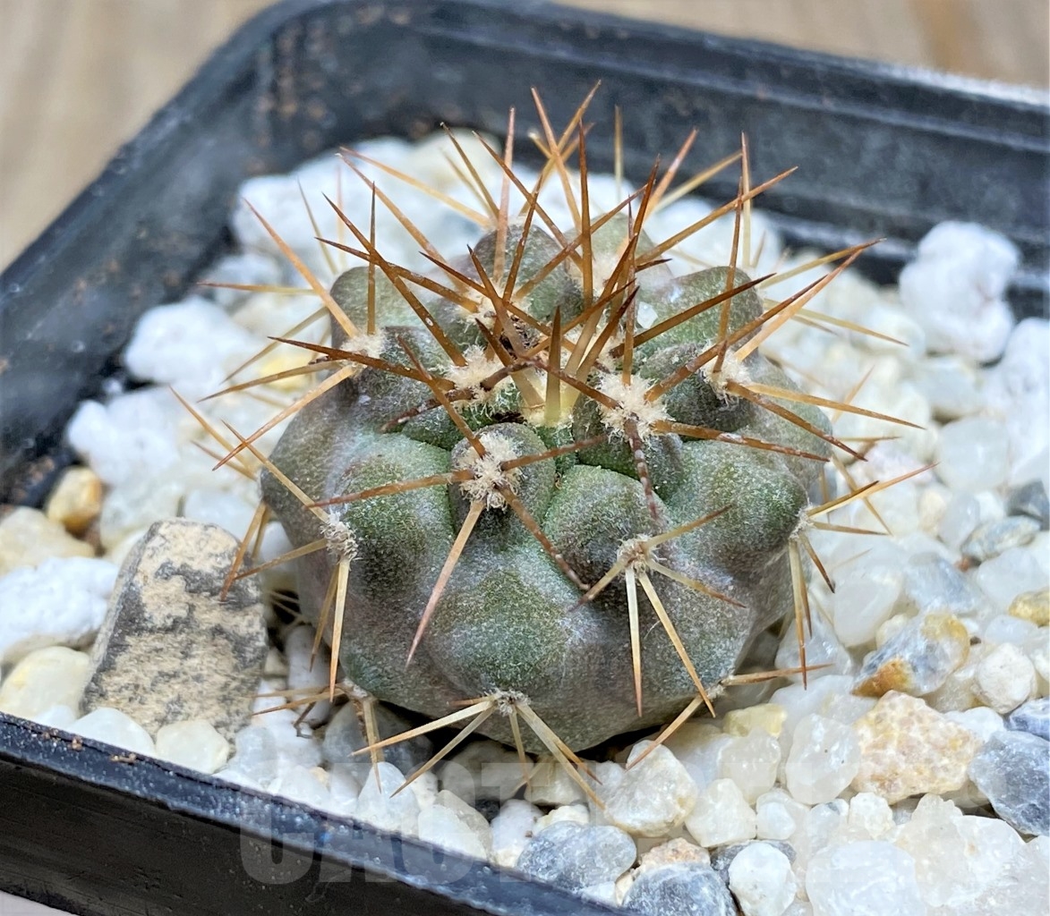SHPR14461 Copiapoa gigantea ASK 605.6
