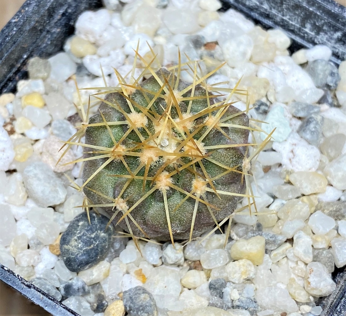 SHPR14463 Copiapoa gigantea ASK 605.6