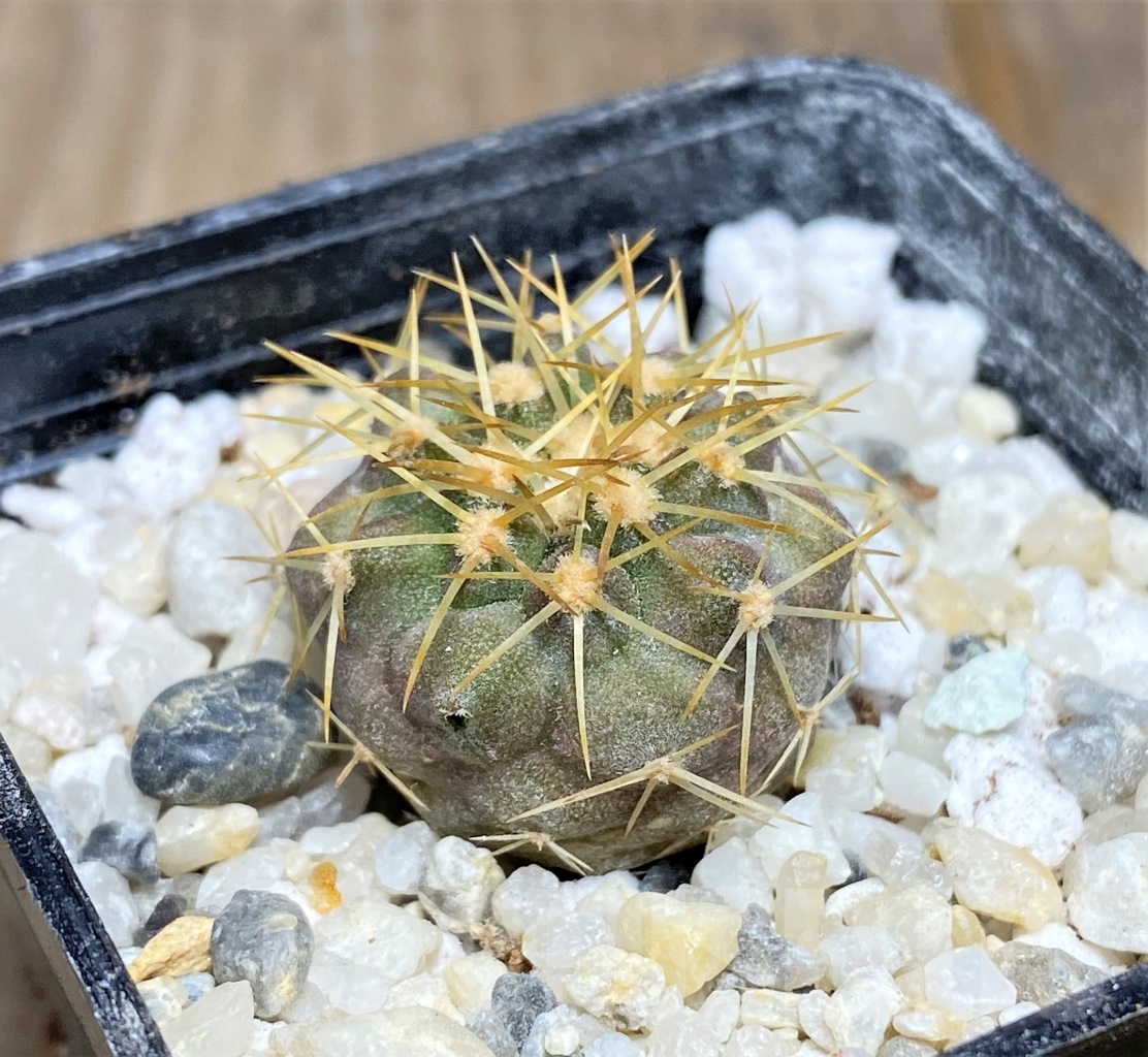 SHPR14463 Copiapoa gigantea ASK 605.6 - Image 2