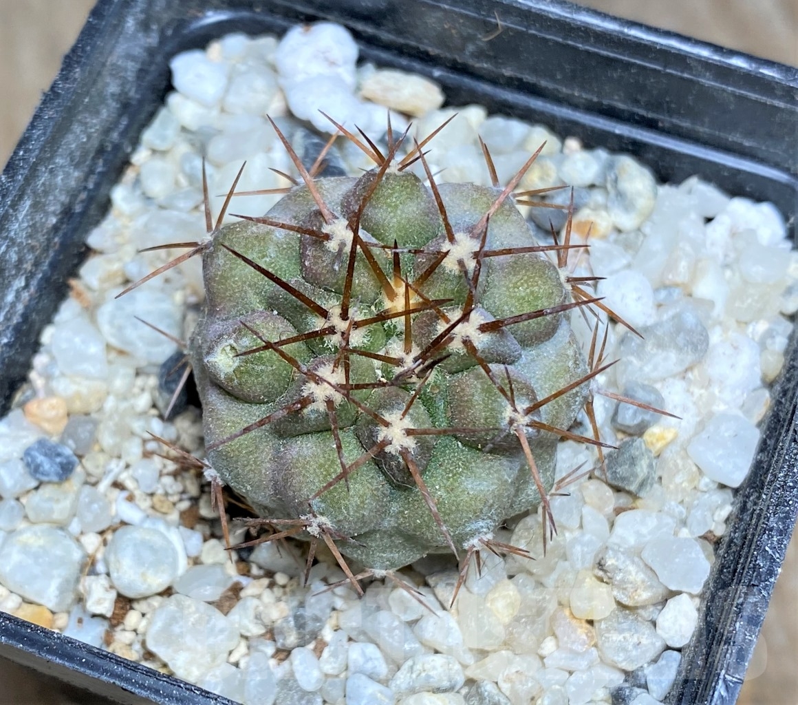 SHPR14465 Copiapoa gigantea ASK 605.6 - Image 2