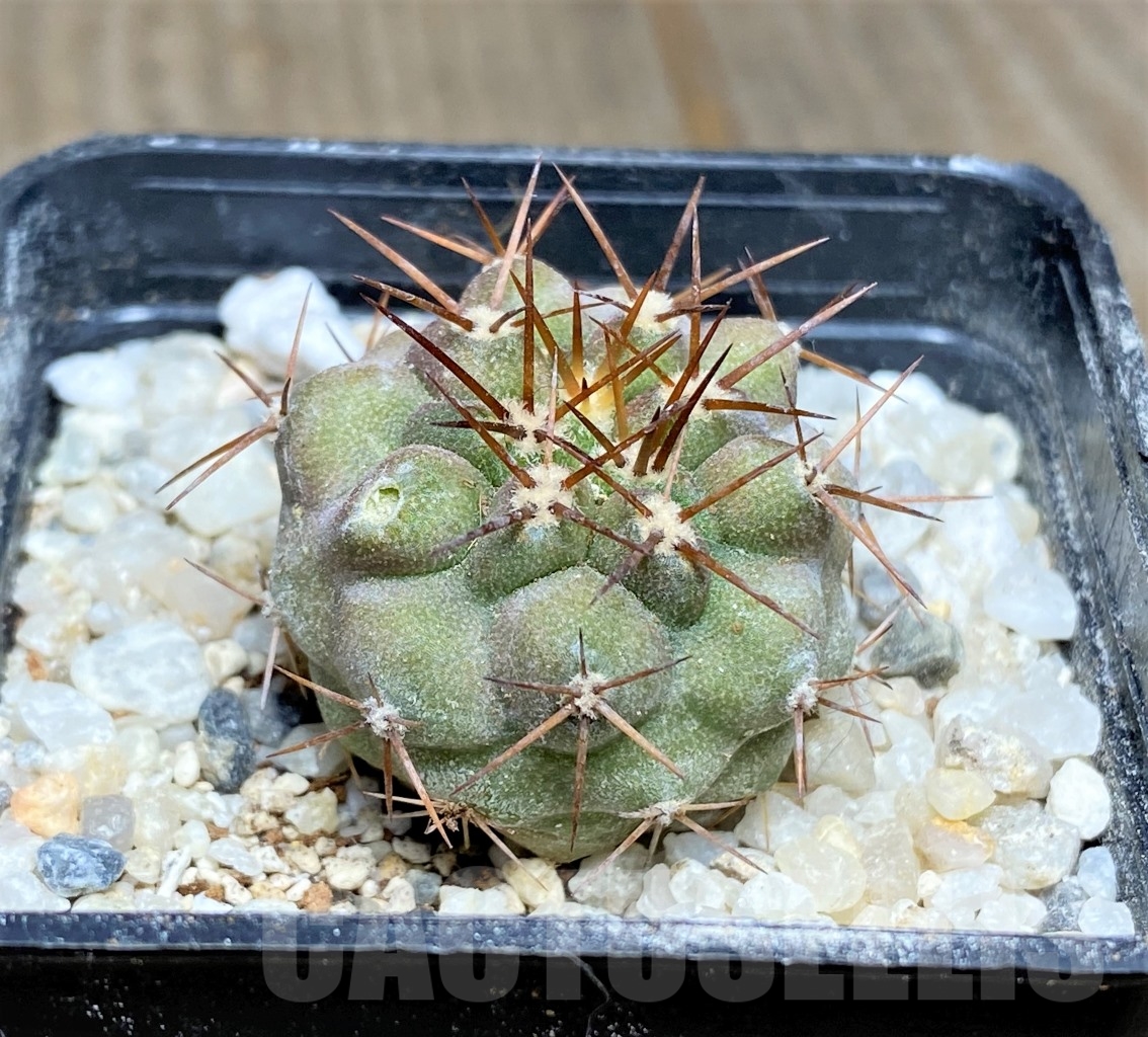 SHPR14465 Copiapoa gigantea ASK 605.6