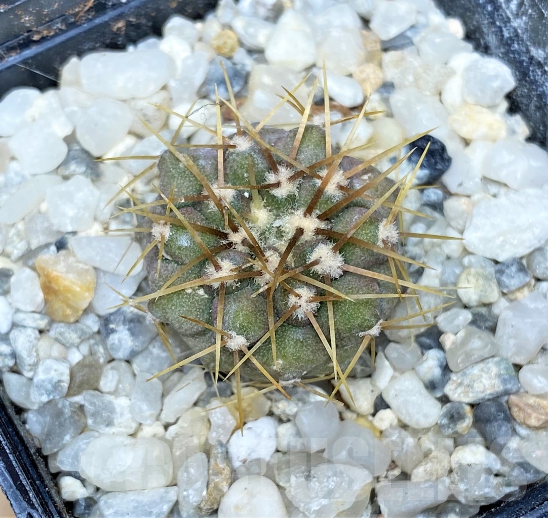 SHPR14468 Copiapoa gigantea ASK 605.6 - Image 2