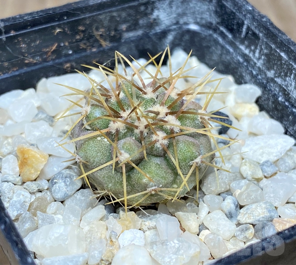 SHPR14468 Copiapoa gigantea ASK 605.6