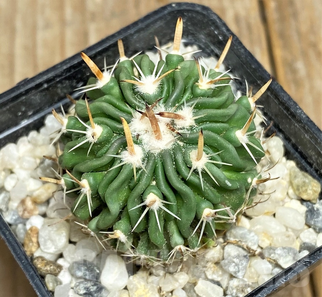 SHPR14469 Echinofossulocactus sp. nova KMR 10