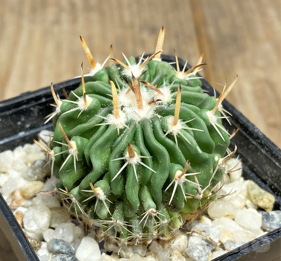 SHPR14469 Echinofossulocactus sp. nova KMR 10 - 画像 (2)