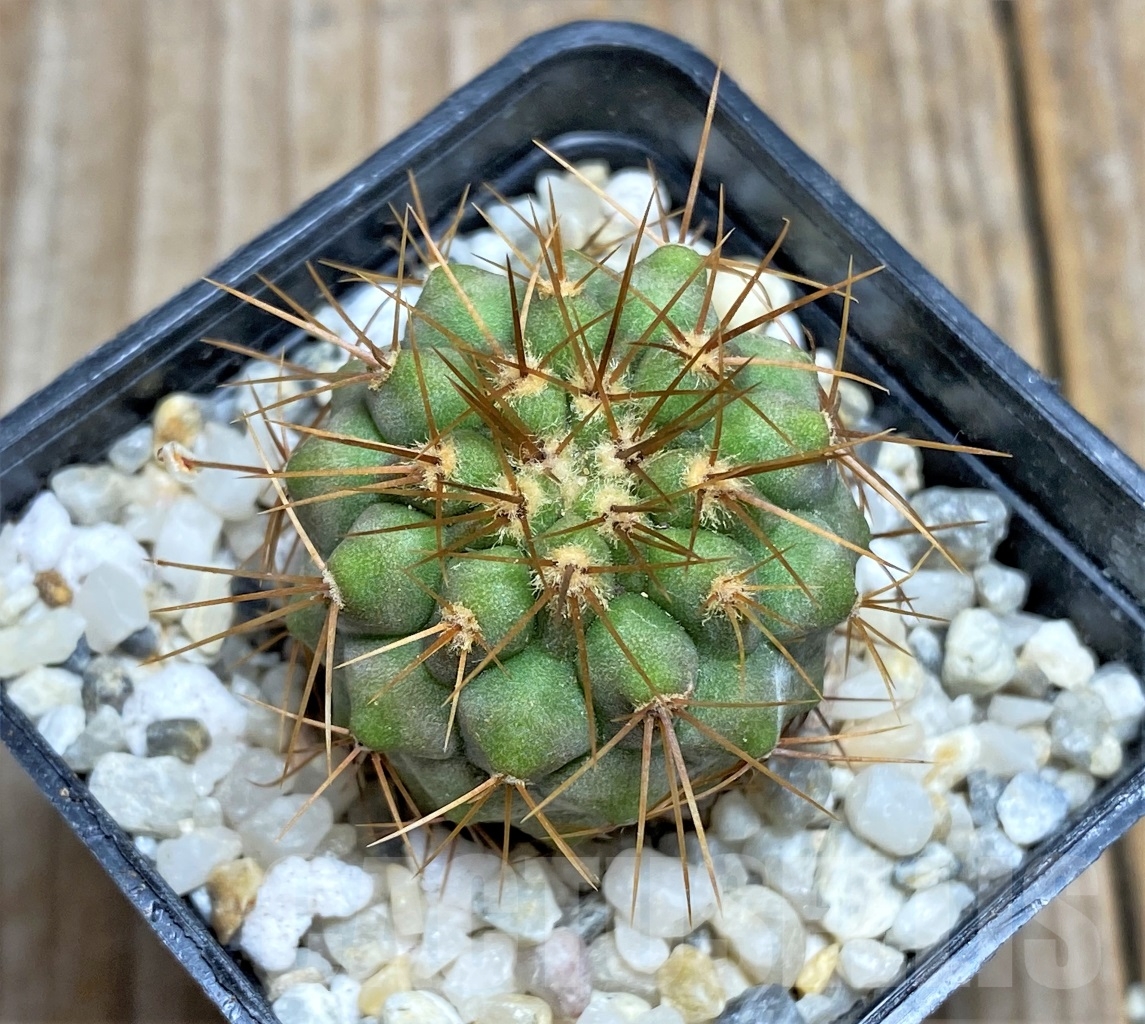 SHPR14472 Copiapoa haseltoniana APK 611.1