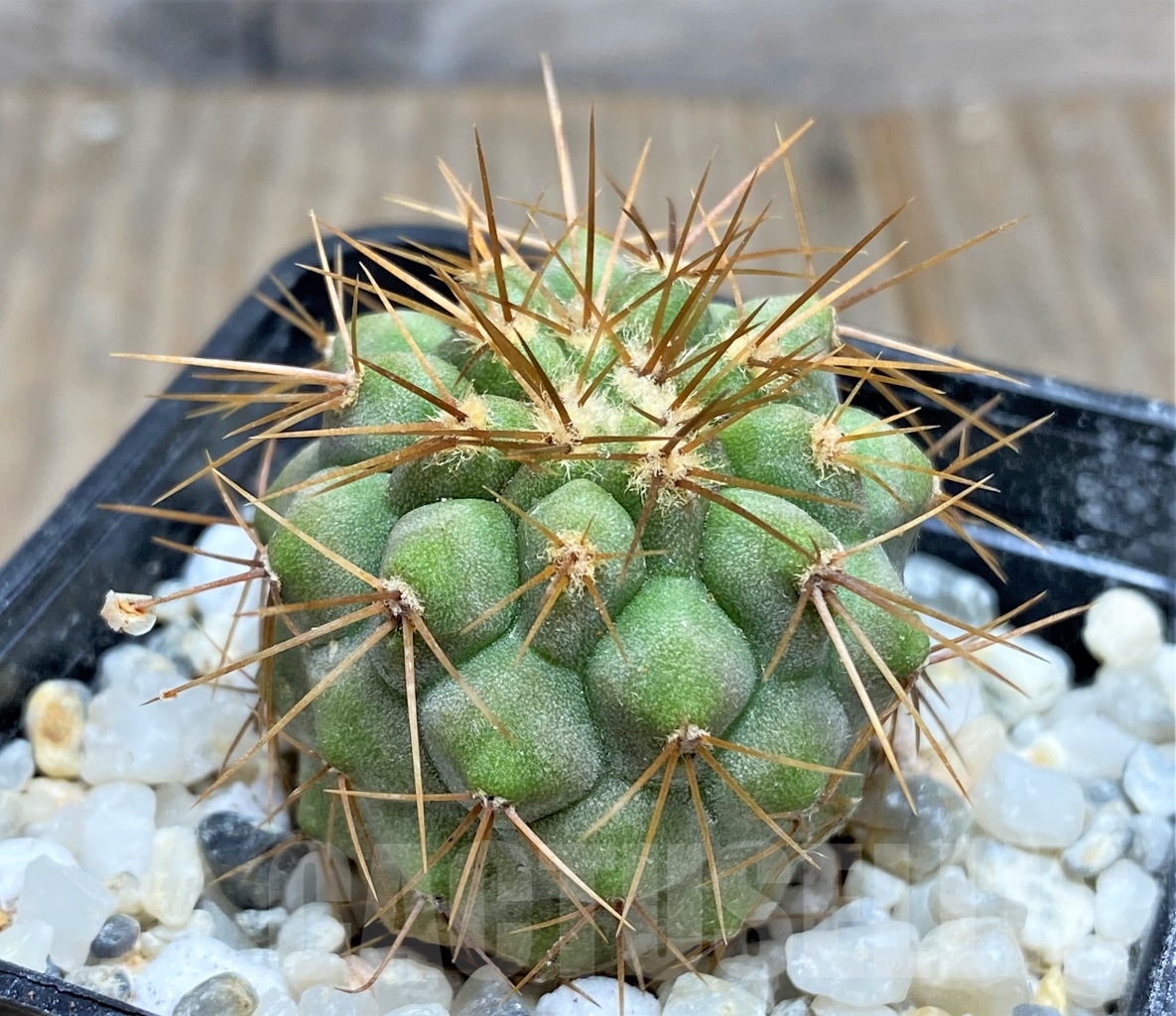 SHPR14472 Copiapoa haseltoniana APK 611.1 - Obrázek 2