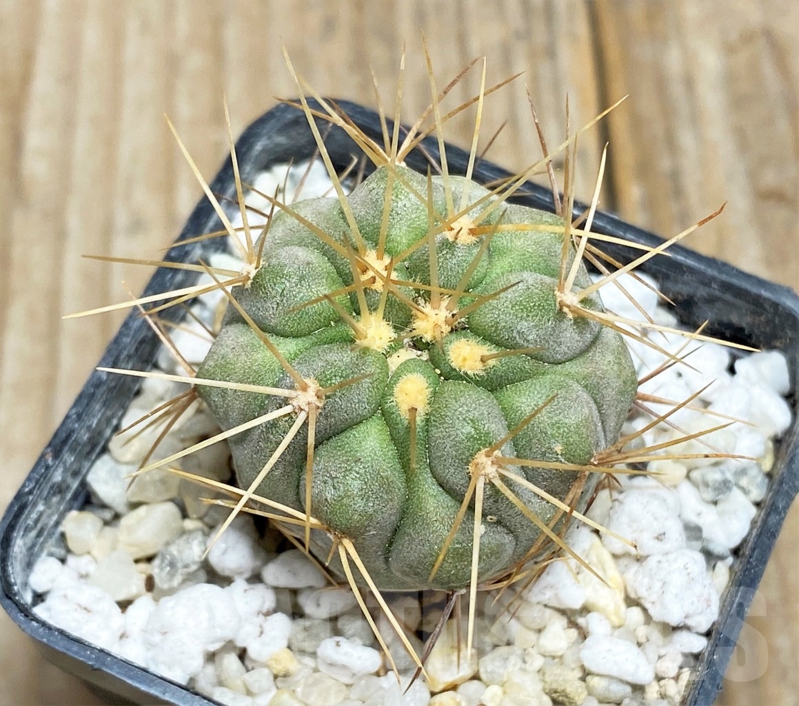 SHPR14473 Copiapoa haseltoniana APK 611.1