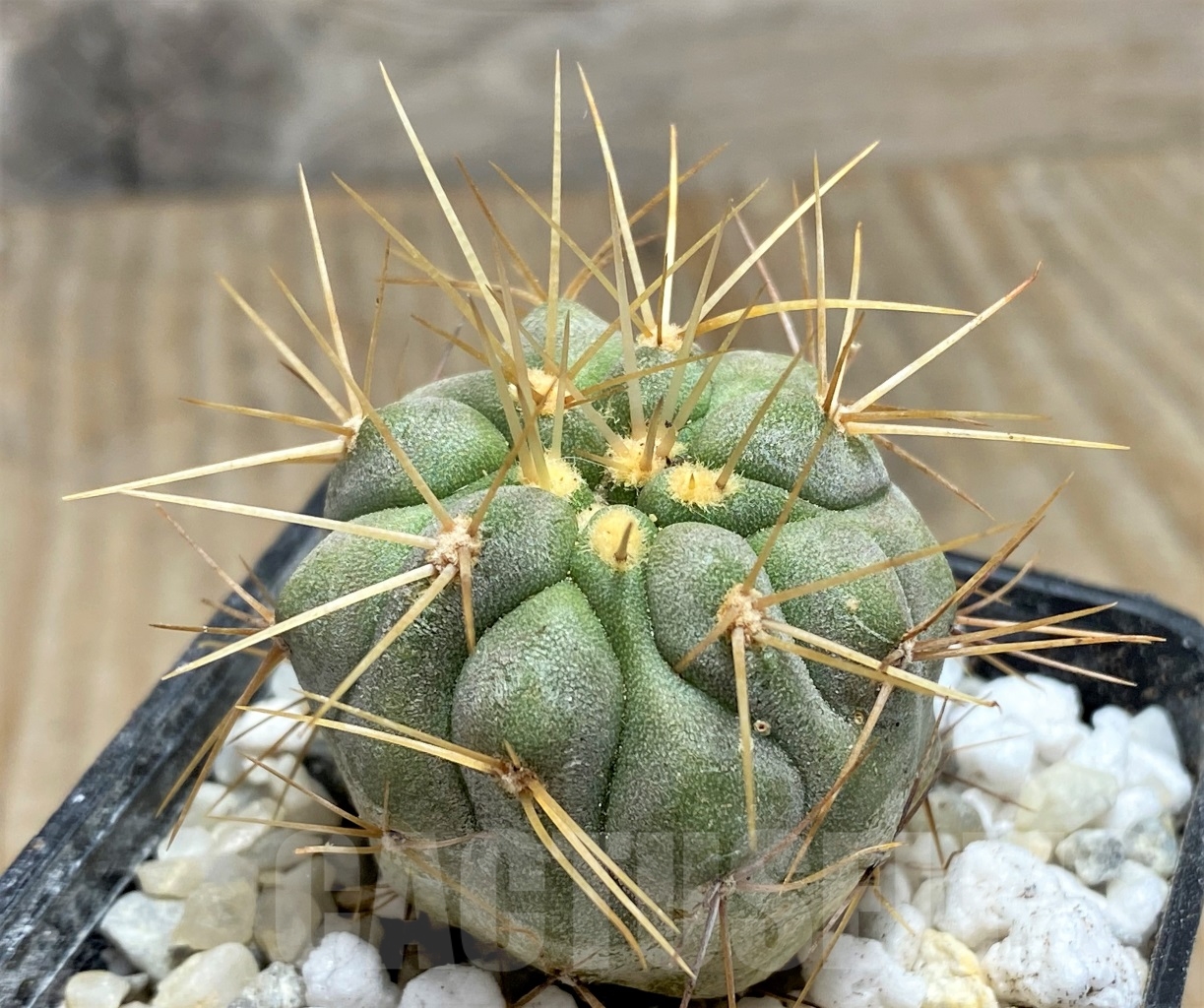 SHPR14473 Copiapoa haseltoniana APK 611.1 - Obrázek 2