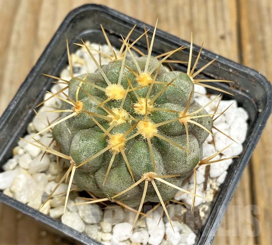 SHPR14475 Copiapoa haseltoniana APK 611.1