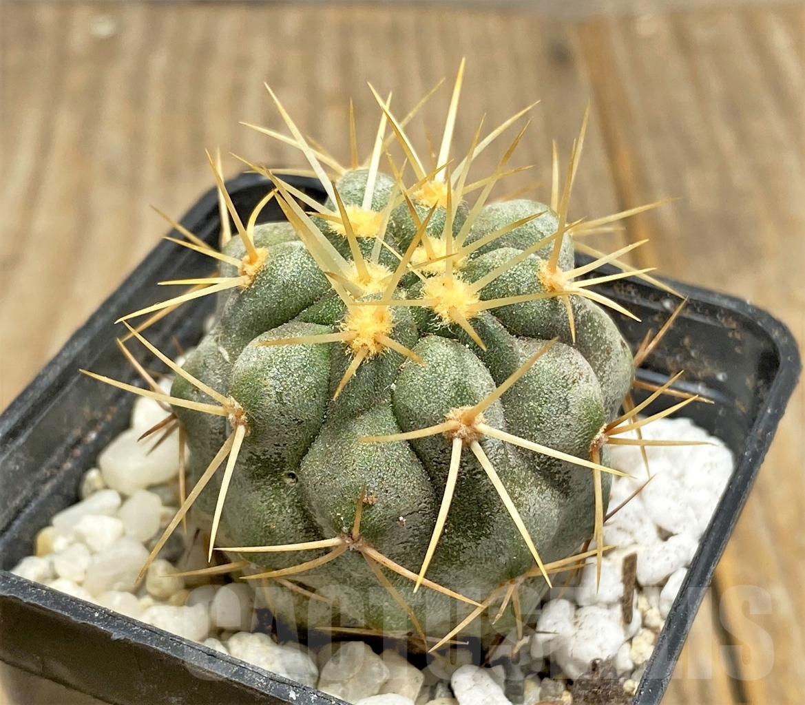SHPR14475 Copiapoa haseltoniana APK 611.1 - Image 2