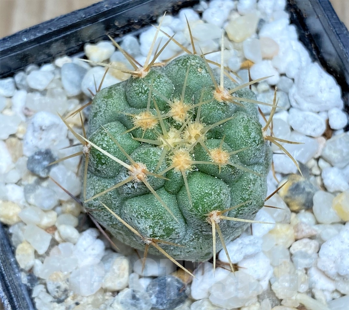 SHPR14476 Copiapoa haseltoniana APK 611.1