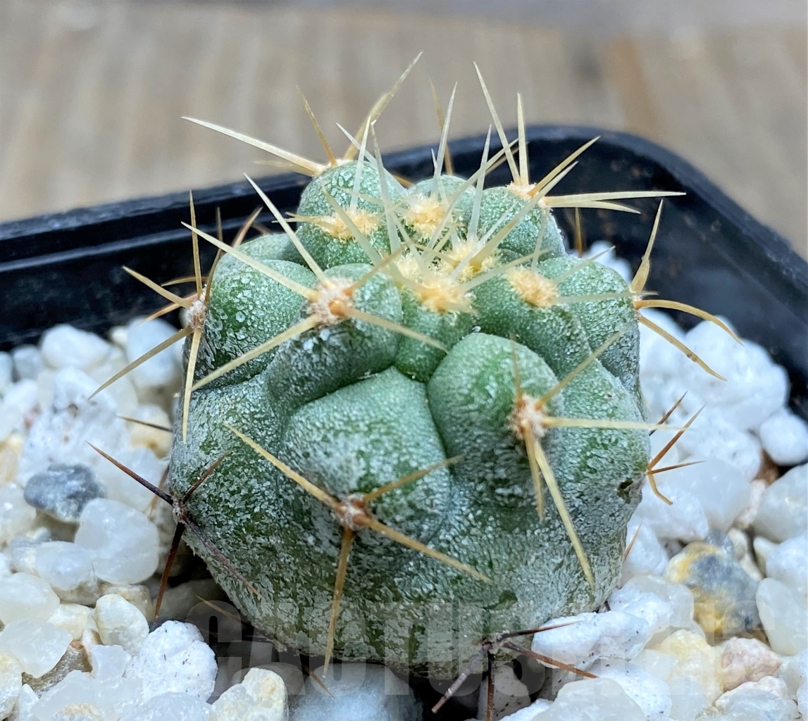 SHPR14476 Copiapoa haseltoniana APK 611.1 - immagine 2