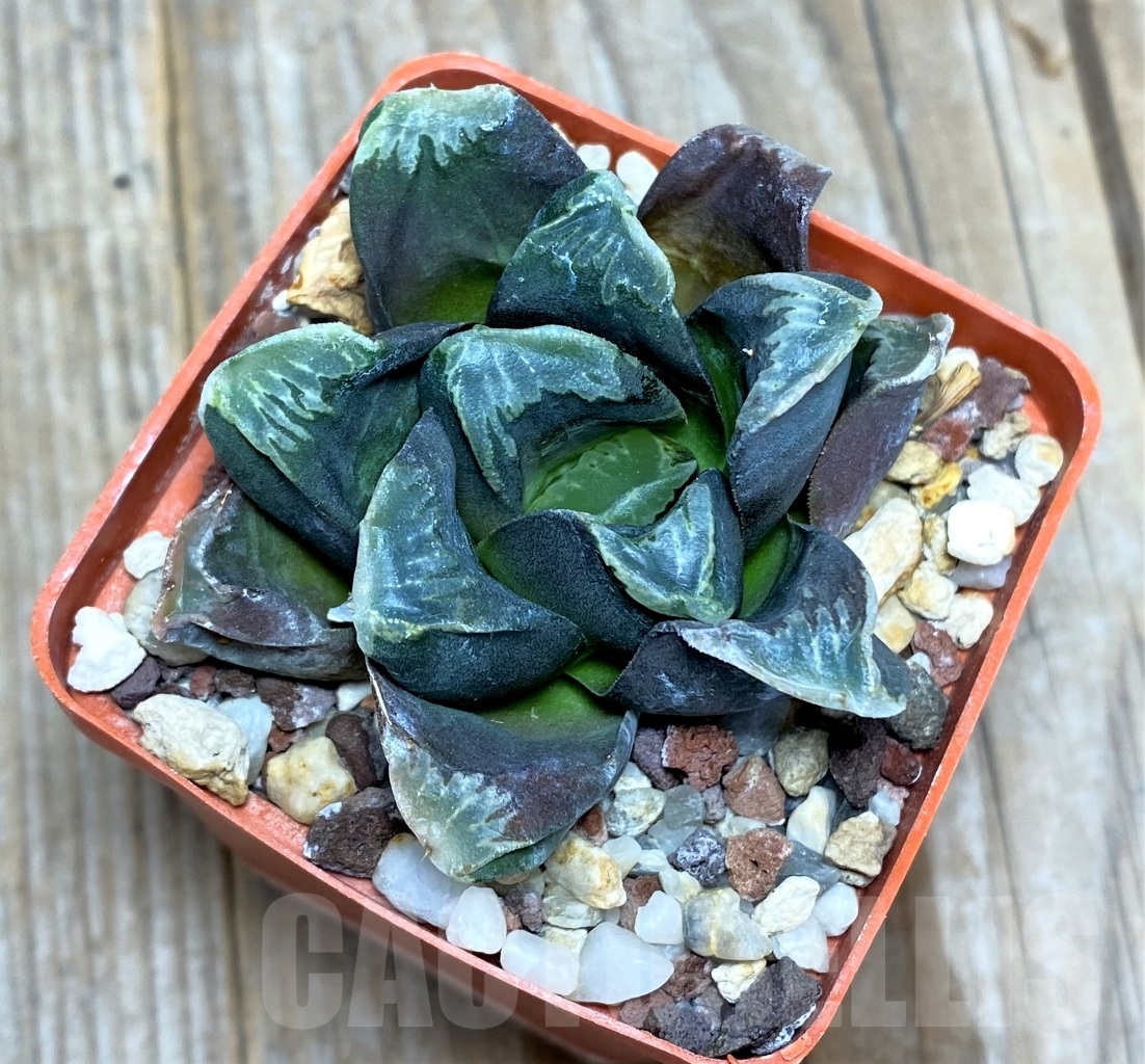 SHPR14477 Haworthia maughanii hybrid - immagine 2