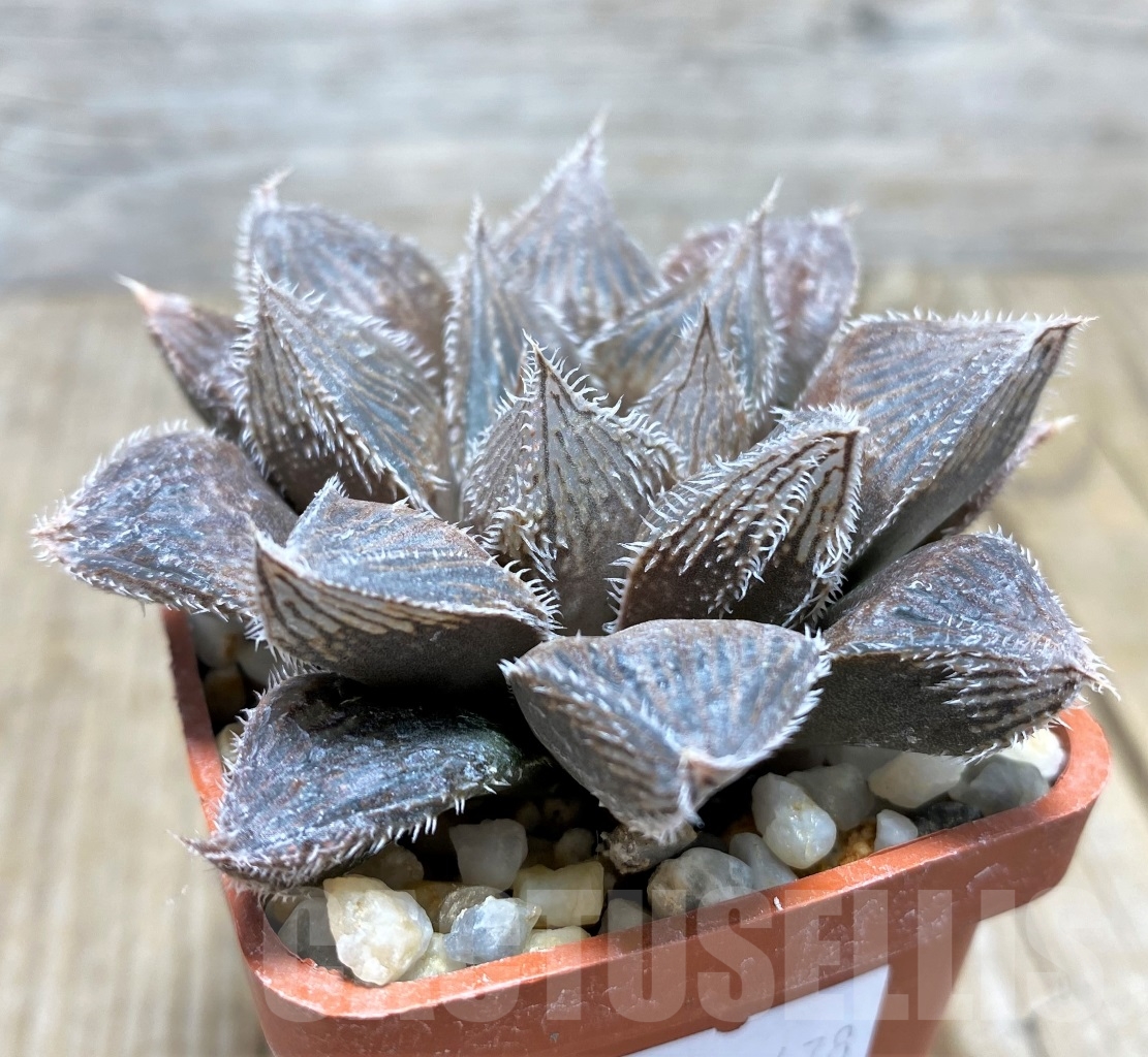 SHPR14478 Haworthia cooperi v. venusta hybrid
