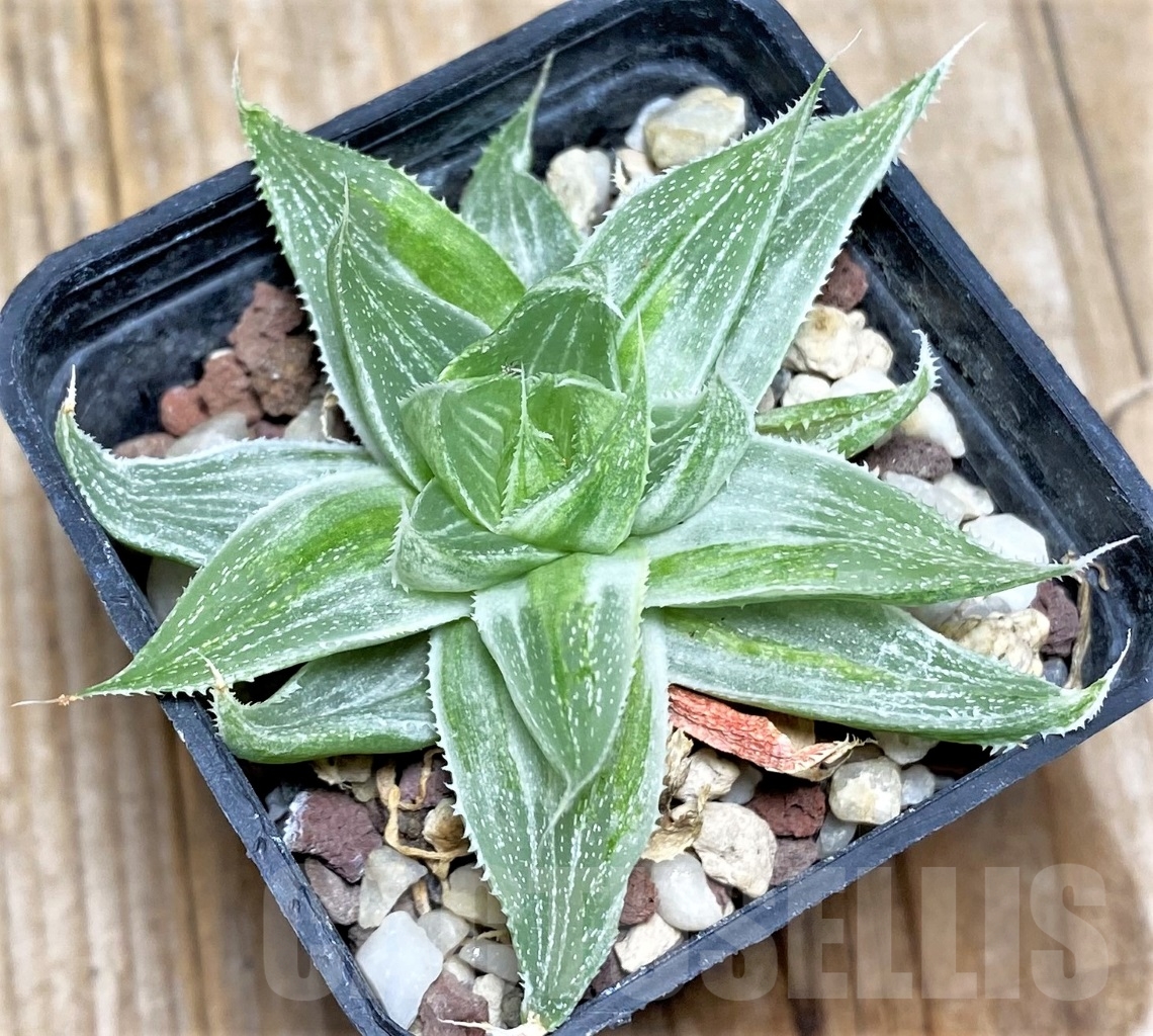 SHPR14480 Haworthia 'Grey Ghost'
