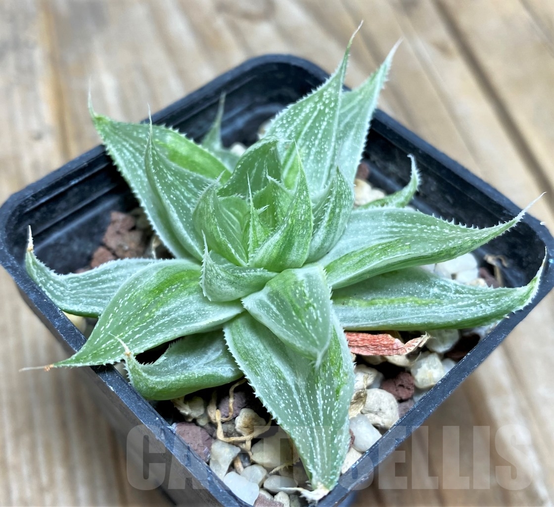 SHPR14480 Haworthia 'Grey Ghost' – Image 2