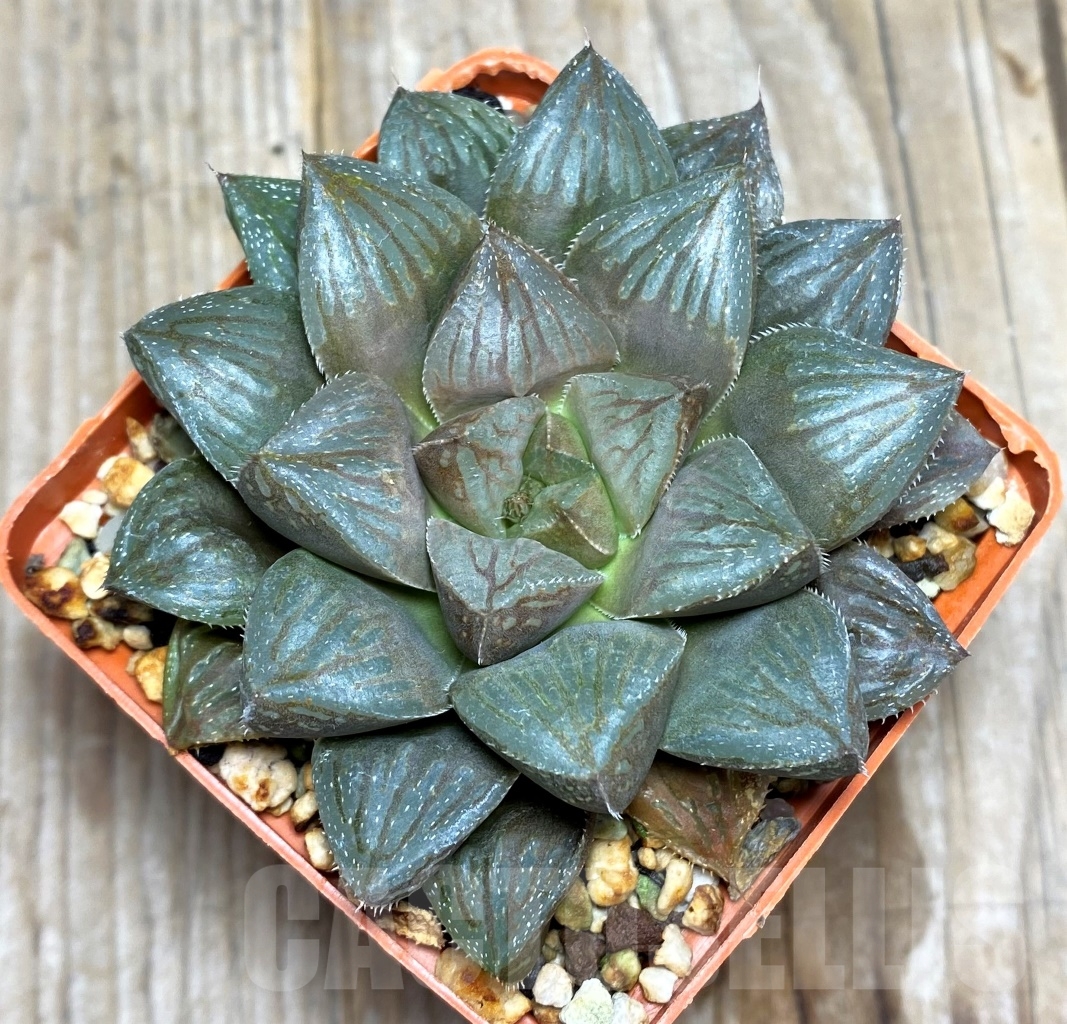 SHPR14482 Haworthia 'Black rain' x turgida