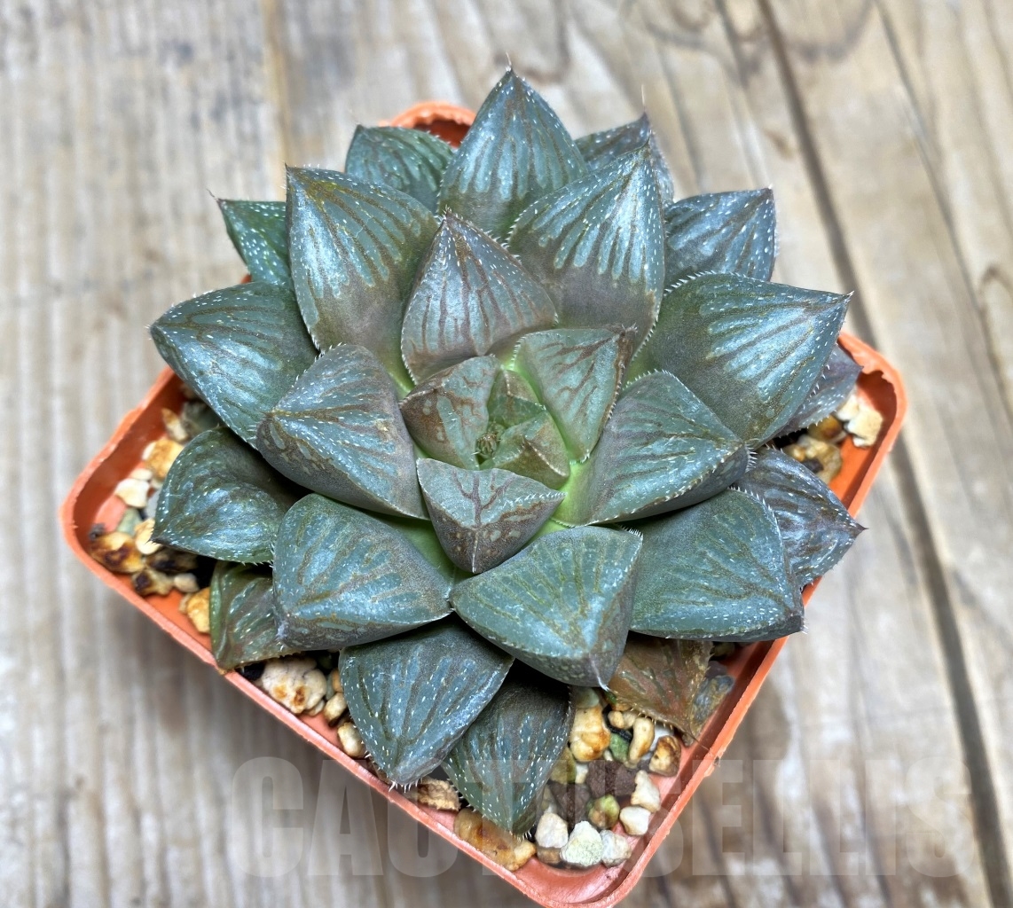 SHPR14482 Haworthia 'Black rain' x turgida – Bild 2