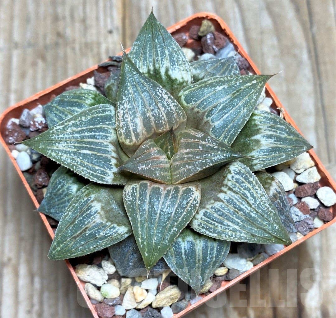 SHPR14483 Haworthia hybrid PP 21 'Scarlet Floyd' selection