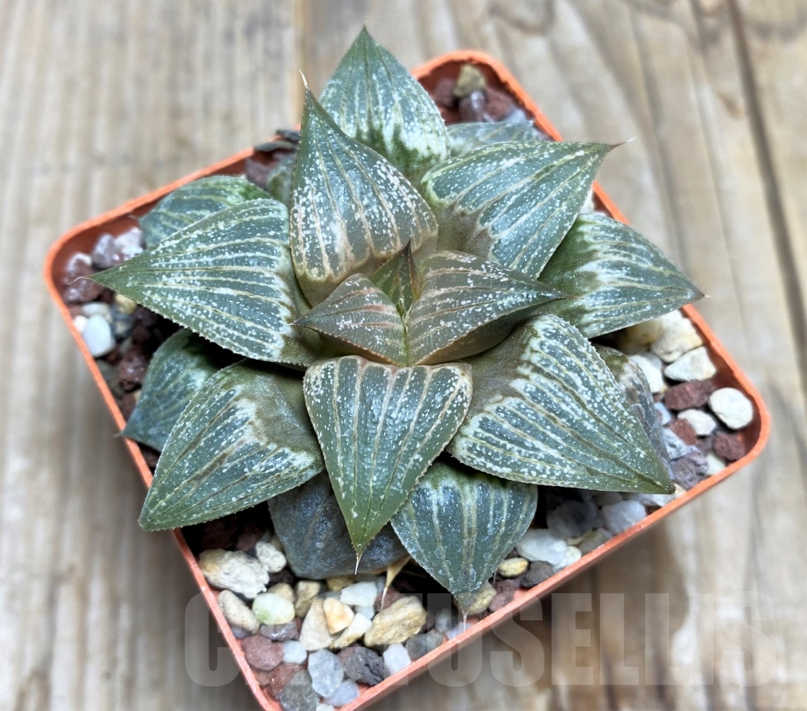 SHPR14483 Haworthia hybrid PP 21 'Scarlet Floyd' selection - Image 2