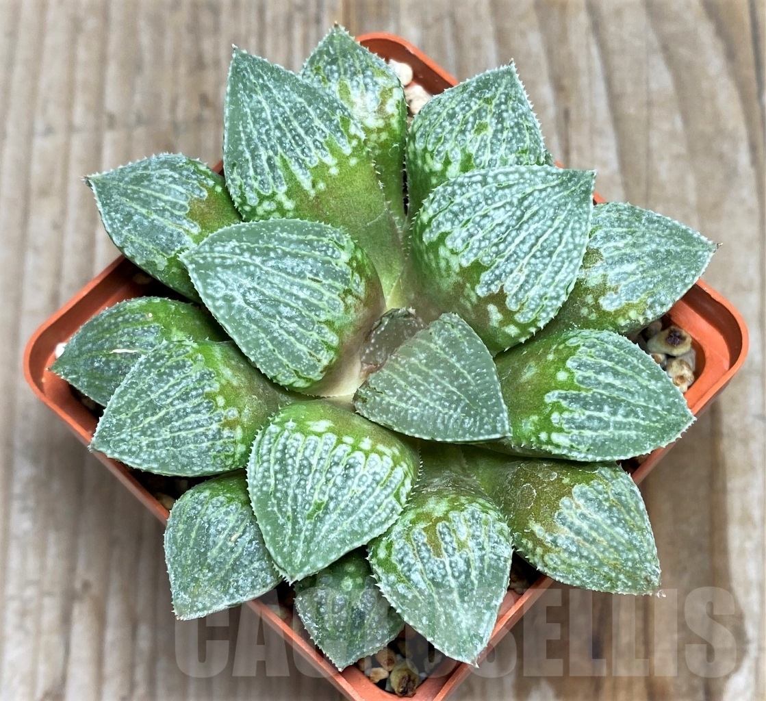 SHPR14484 Haworthia HWX-28 'Ginsekai' x (Haworthia 'Himedono' x wimii)
